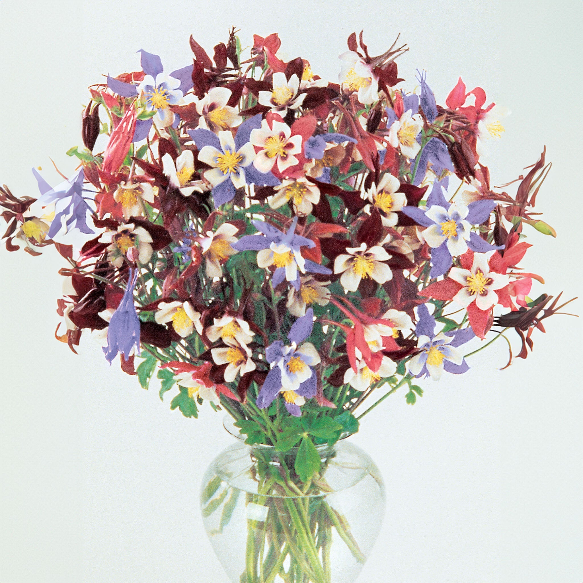 Swan Mix Columbine
