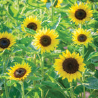 Busy Bee Sunflower
