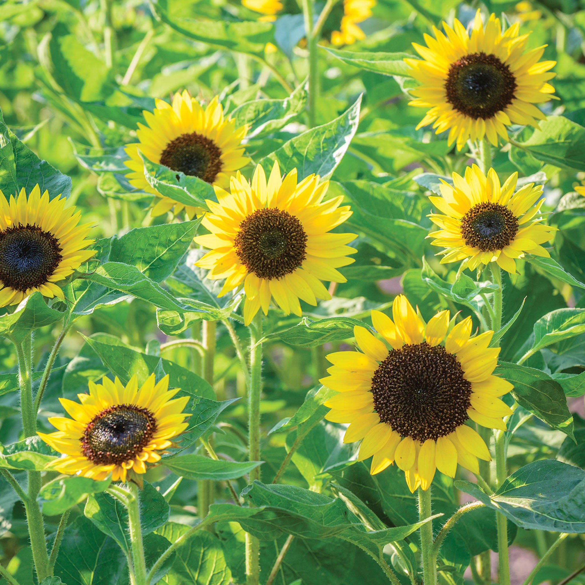 Busy Bee Sunflower