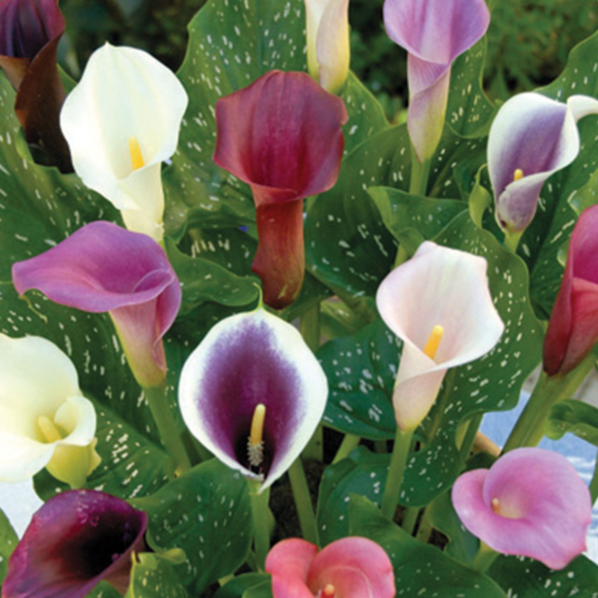 Mix Calla Lily Bulbs