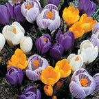 Giant Mix Crocus Bulbs