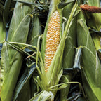 Ambrosia Corn