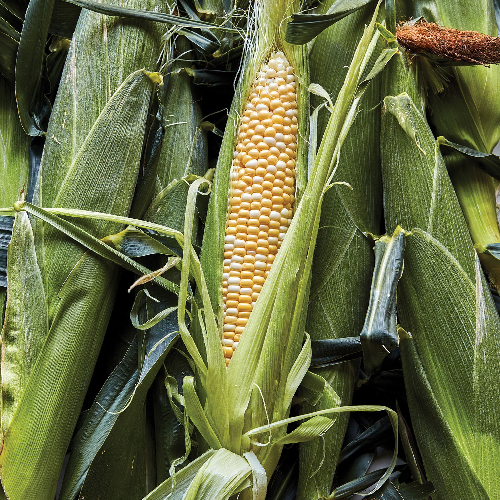 Ambrosia Corn