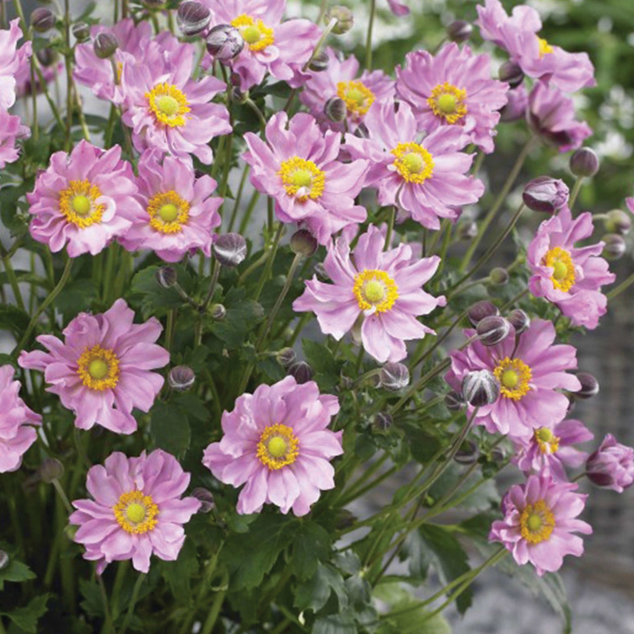 Fantasy Pocahontas PPAF Anemone