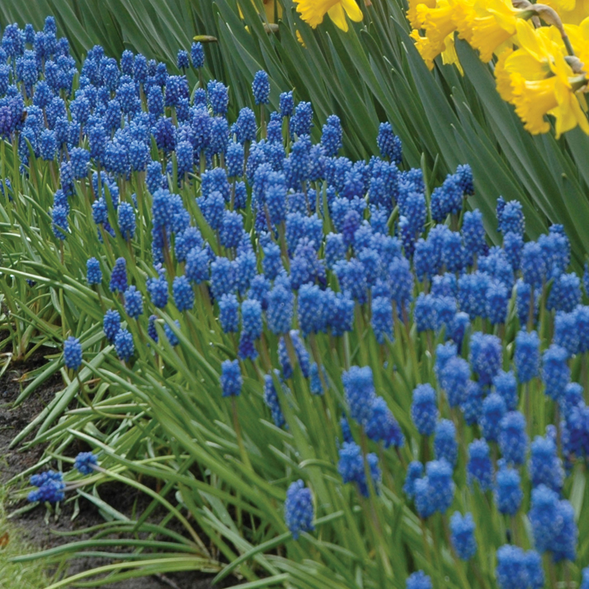 Dark Eyes Muscari Bulbs