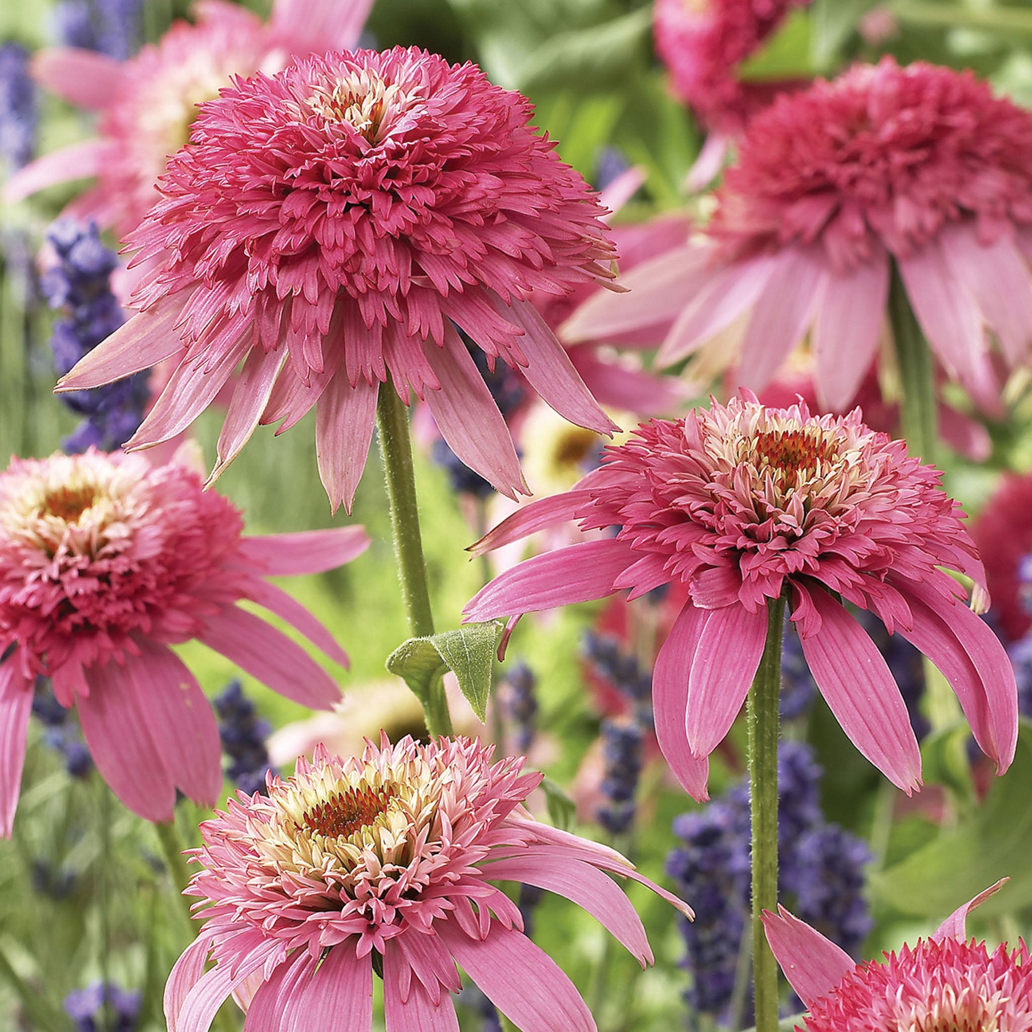 Pink Double Delight Echinacea