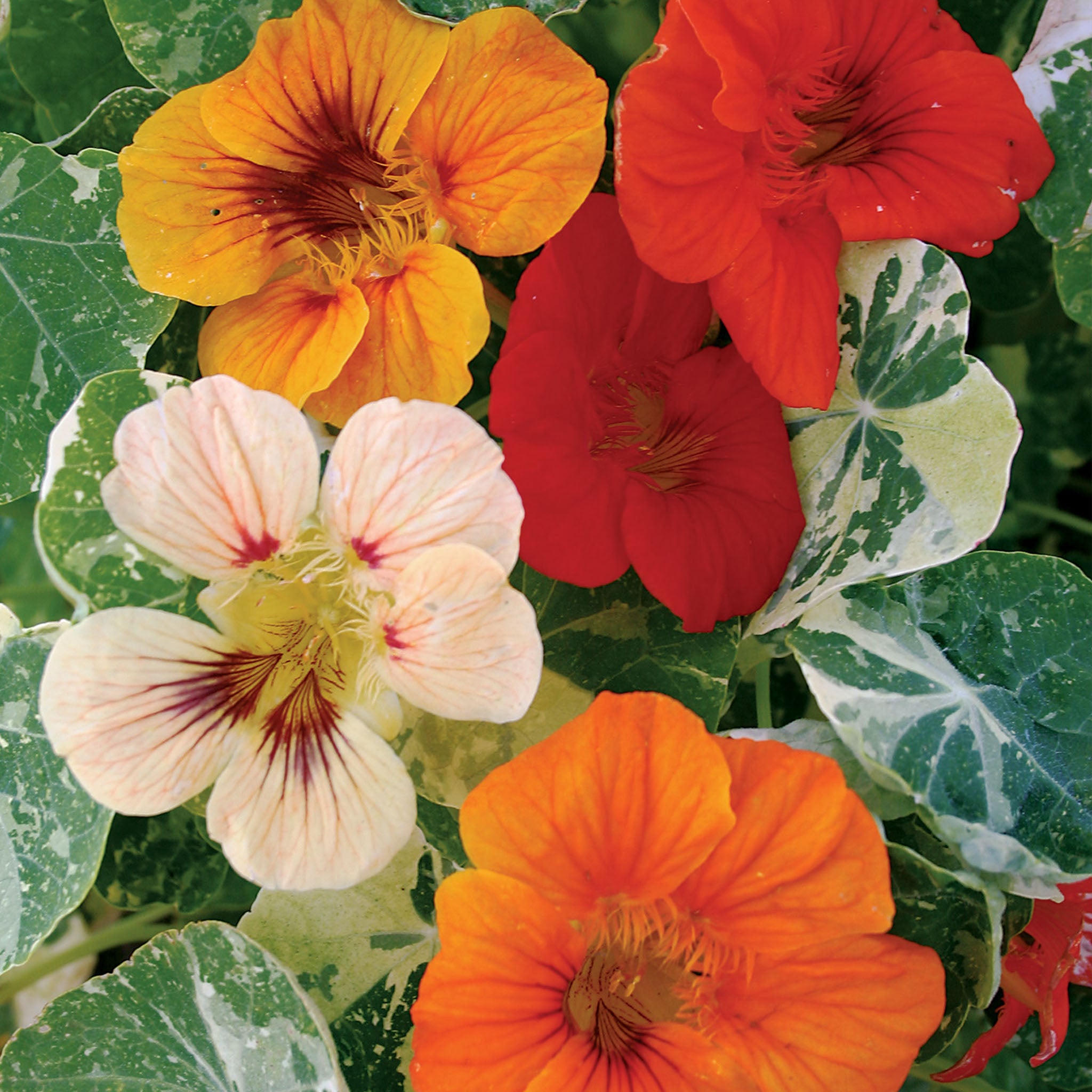 Alaska Mix Nasturtium