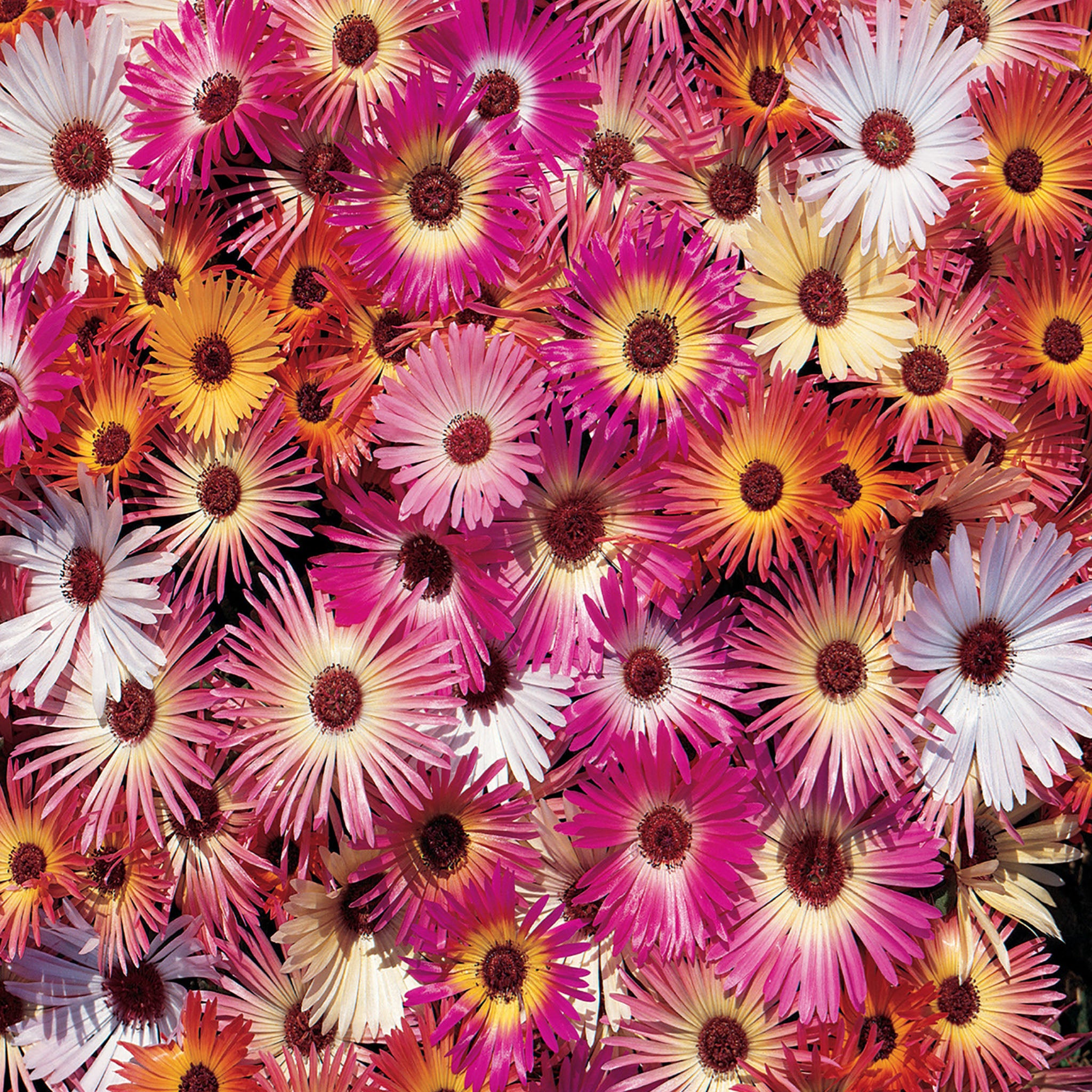 Harlequin Mix Ice Plant