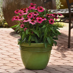 Sombrero Rosada Echinacea