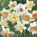 Pink Mix Daffodil Bulbs
