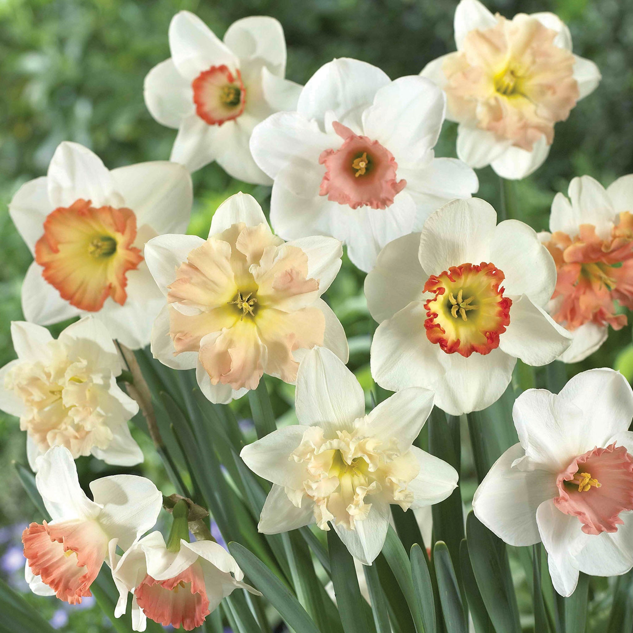 Pink Mix Daffodil Bulbs