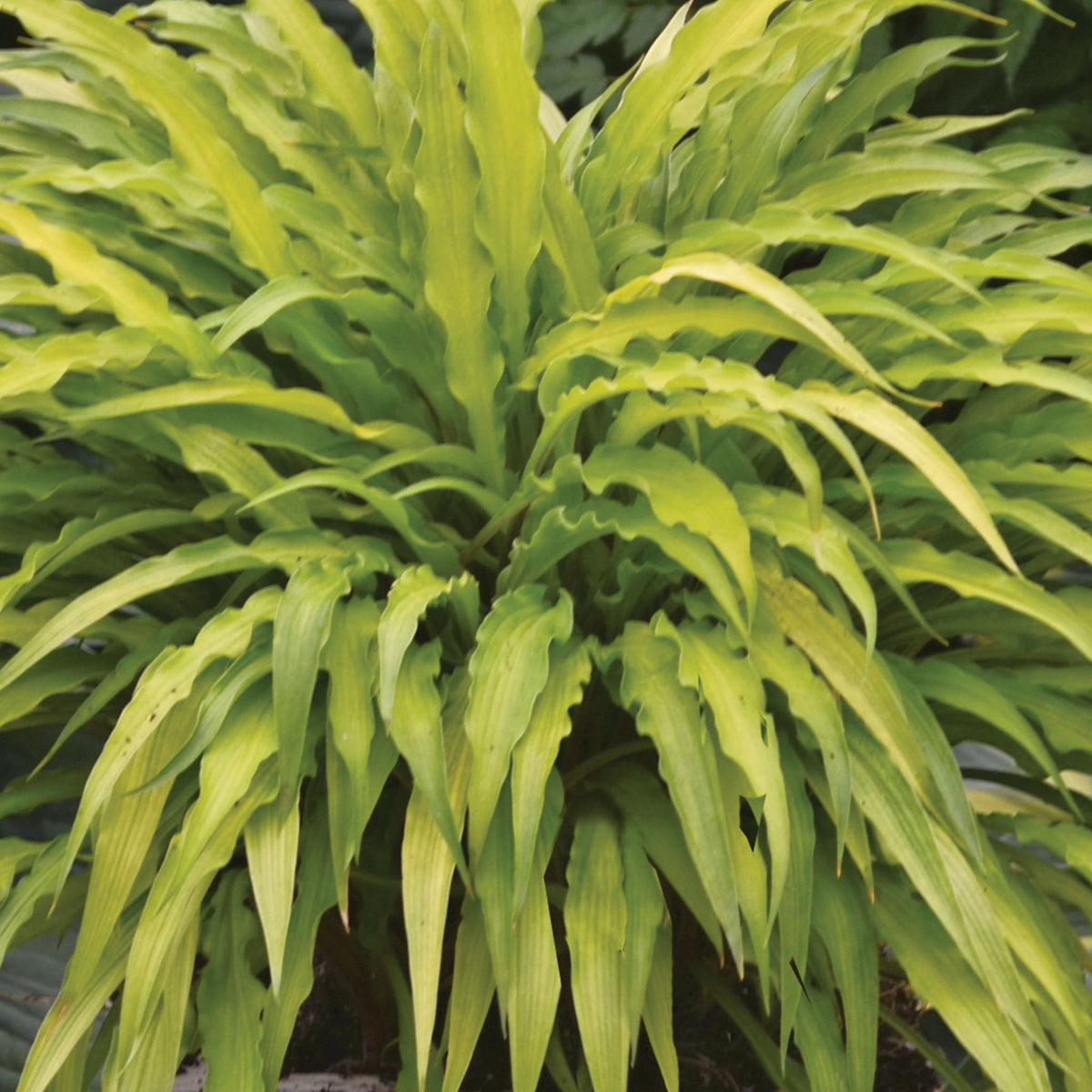 Curly Fries Hosta