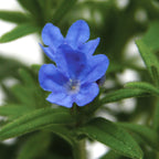 Grace Ward Lithodora