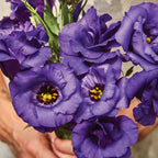Purple Lisianthus