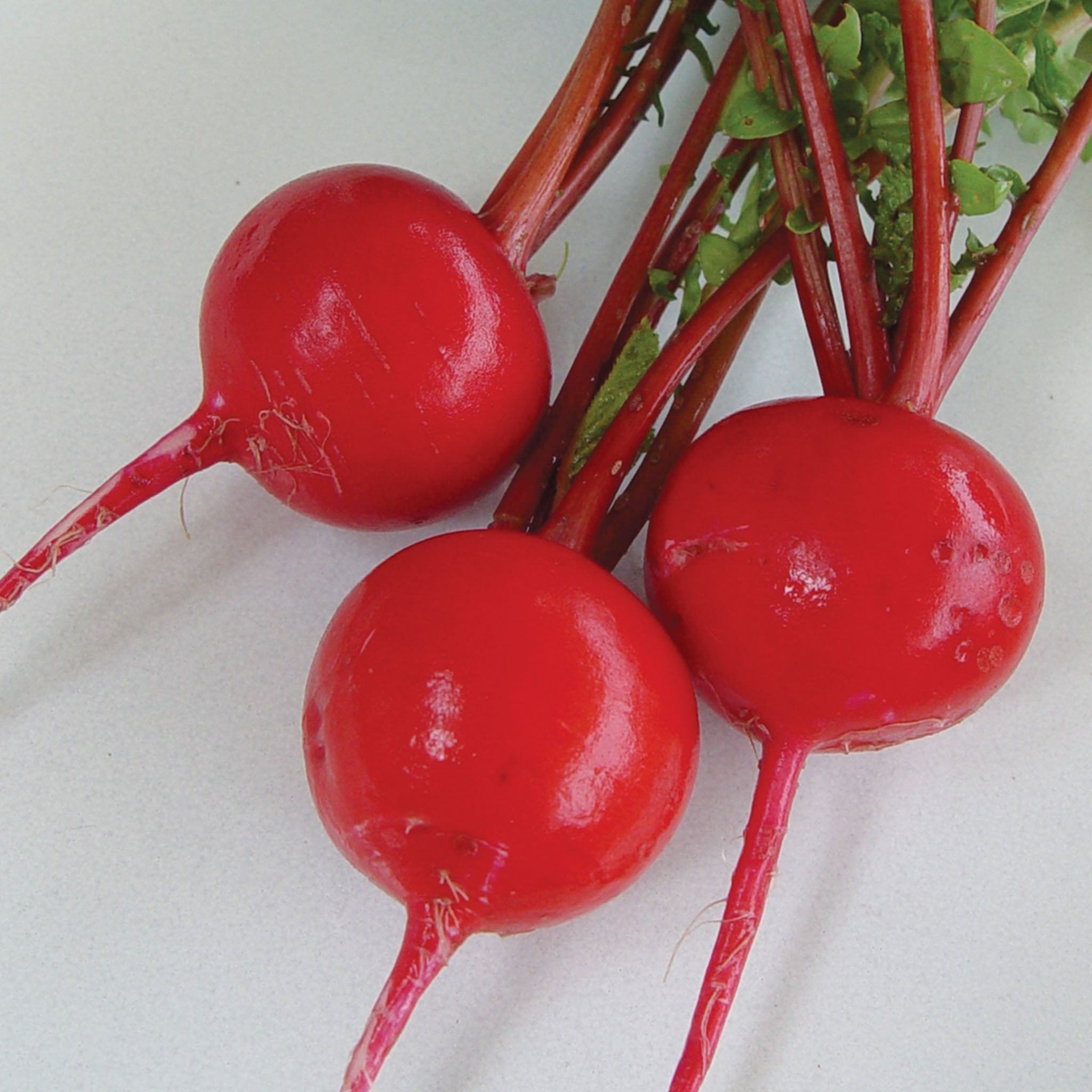 Crimson Giant Radish