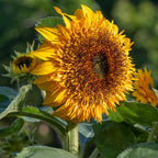 Crème Brûlée Sunflower