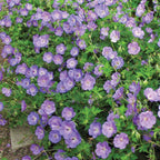 Rozanne Geranium
