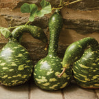 Speckled Swan Gourd