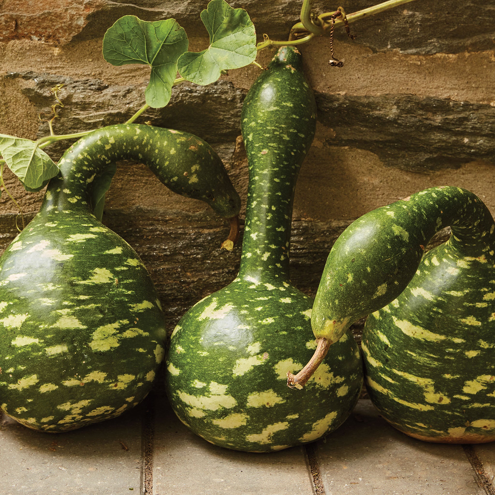 Speckled Swan Gourd