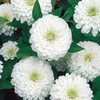 White Wedding Zinnia