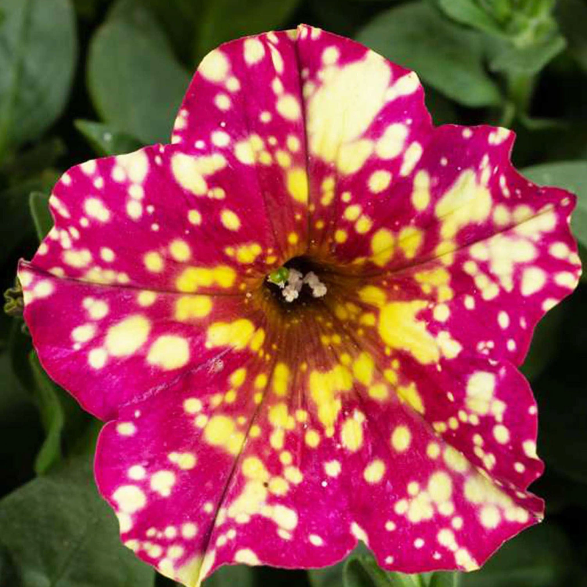 Splash Dance Calypso Cherry Petunia