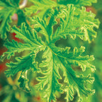 Citronella Geranium (Scented)