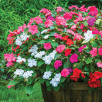 Beacon Paradise Mix Impatiens