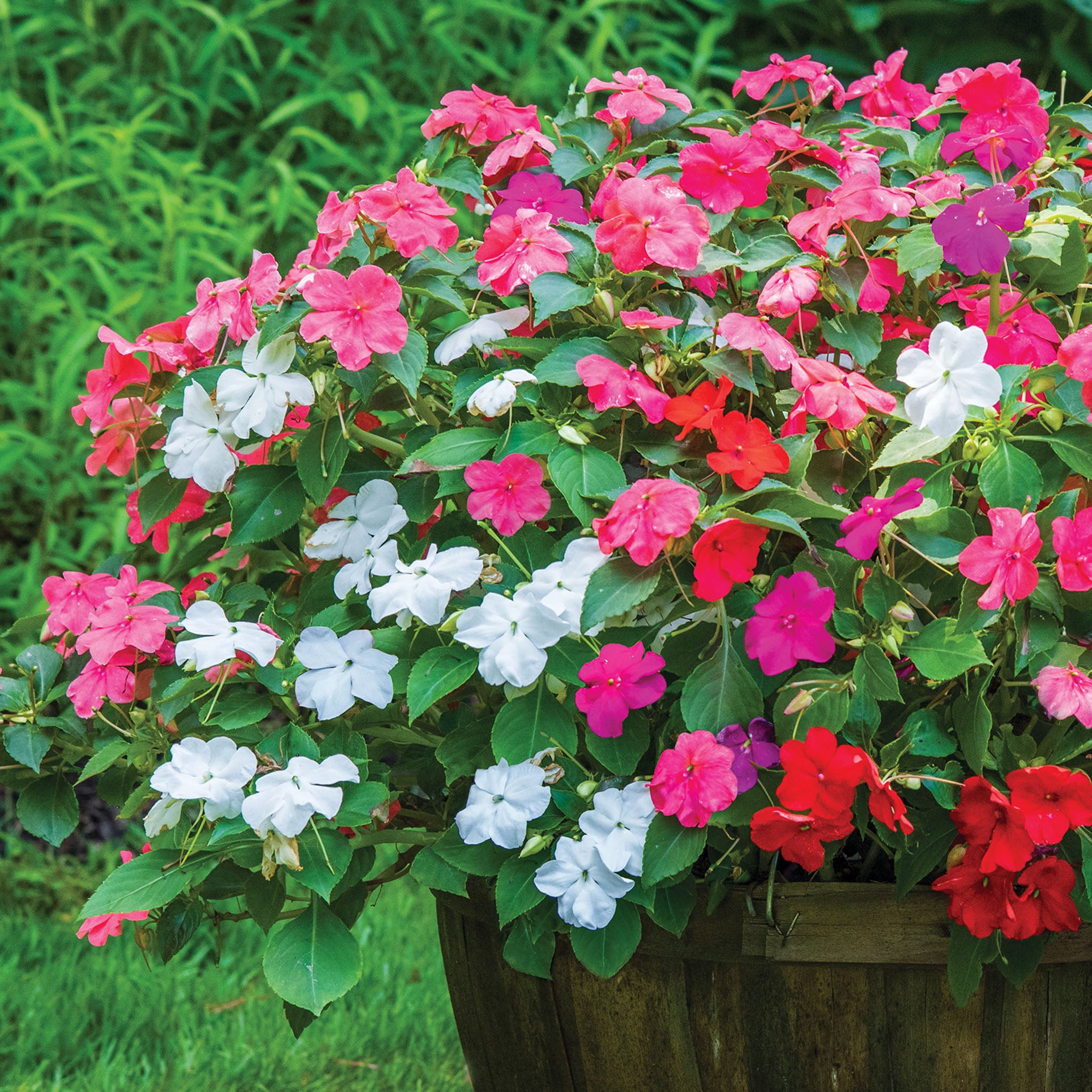 Beacon Paradise Mix Impatiens