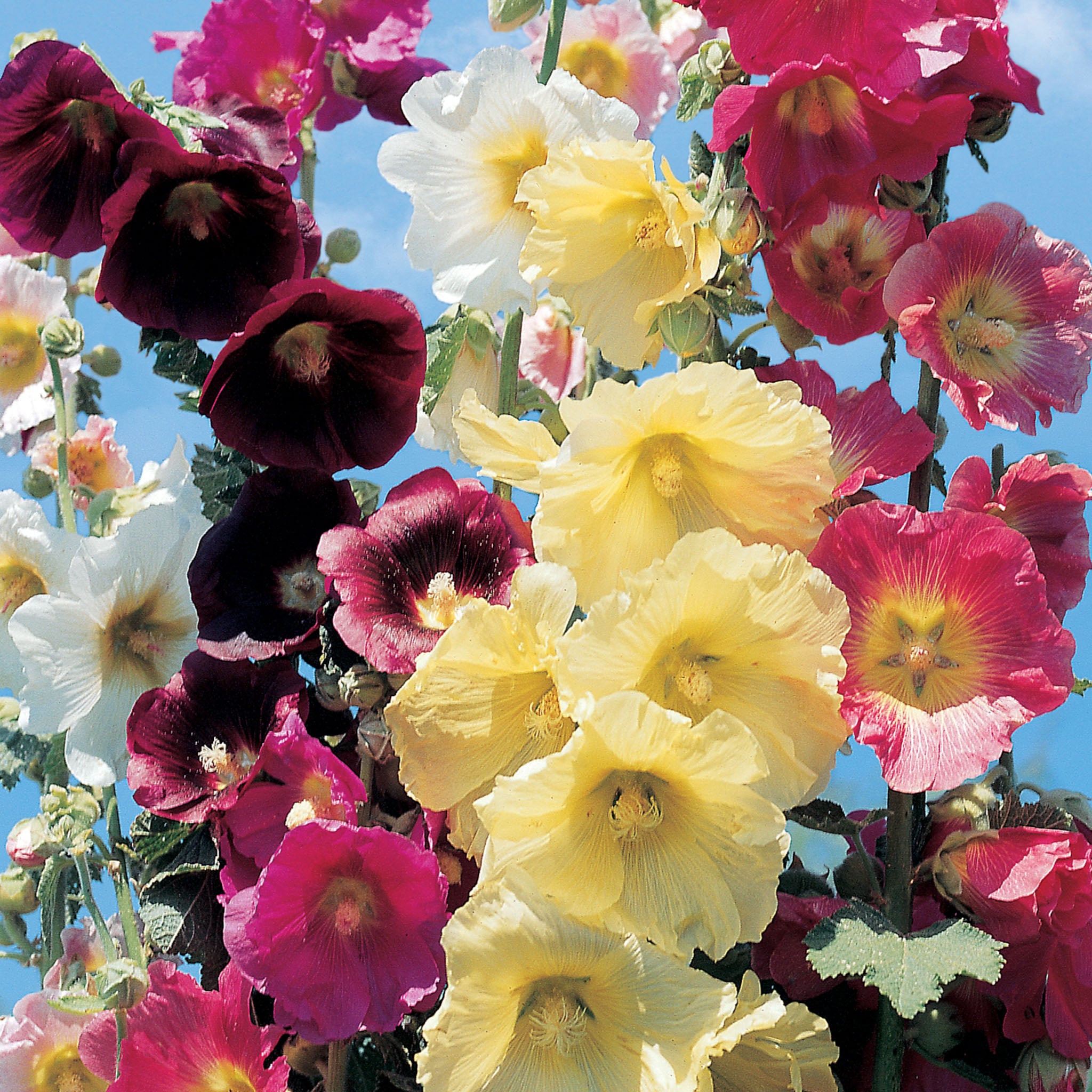 Country Romance Mix Hollyhock