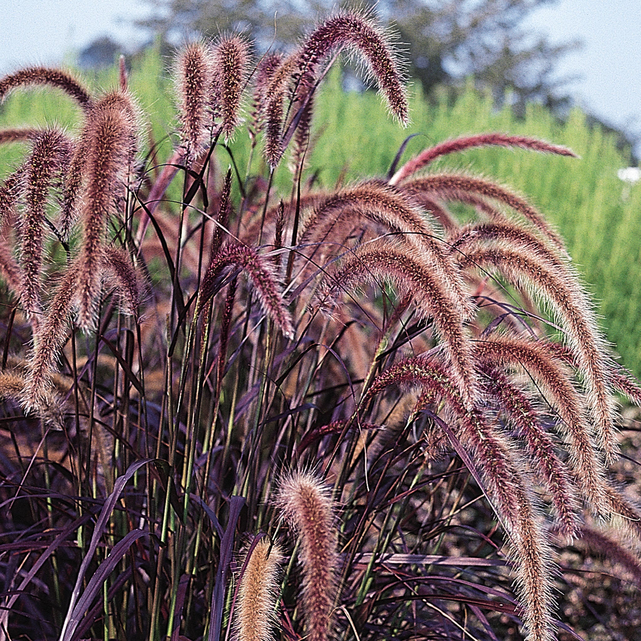 Pennisetum Ornamental Grass