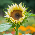 ProCut White Nite Sunflower