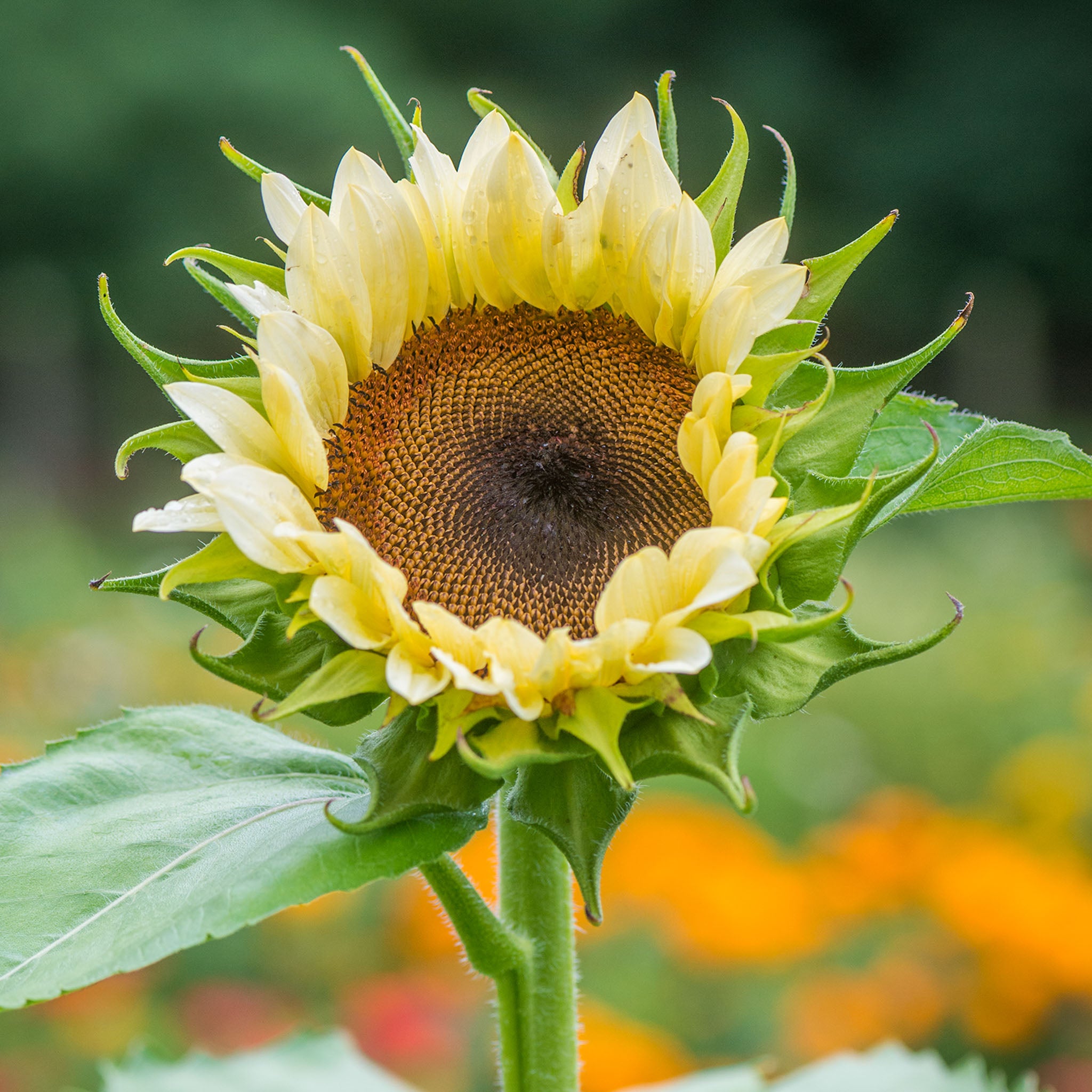 ProCut White Nite Sunflower