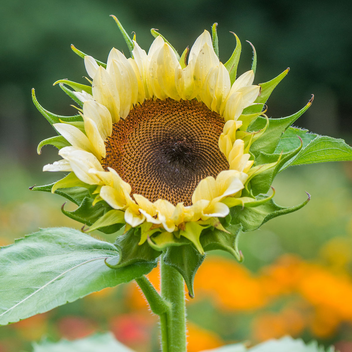 ProCut White Nite Sunflower