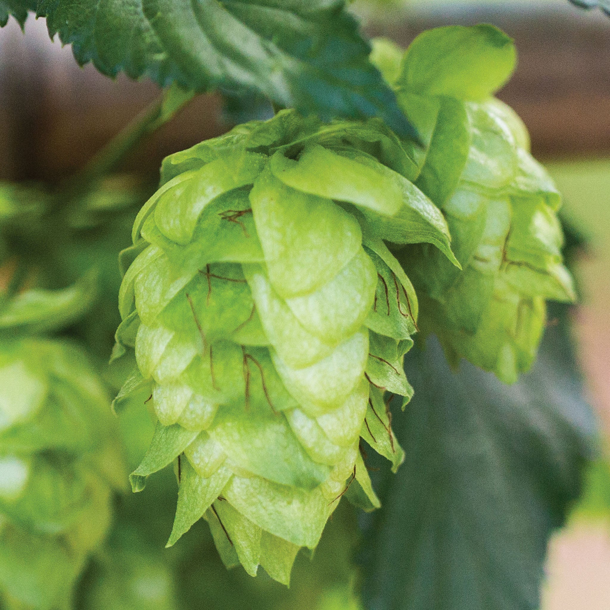 Cascade Hops