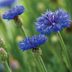 Blue Boy Cornflower