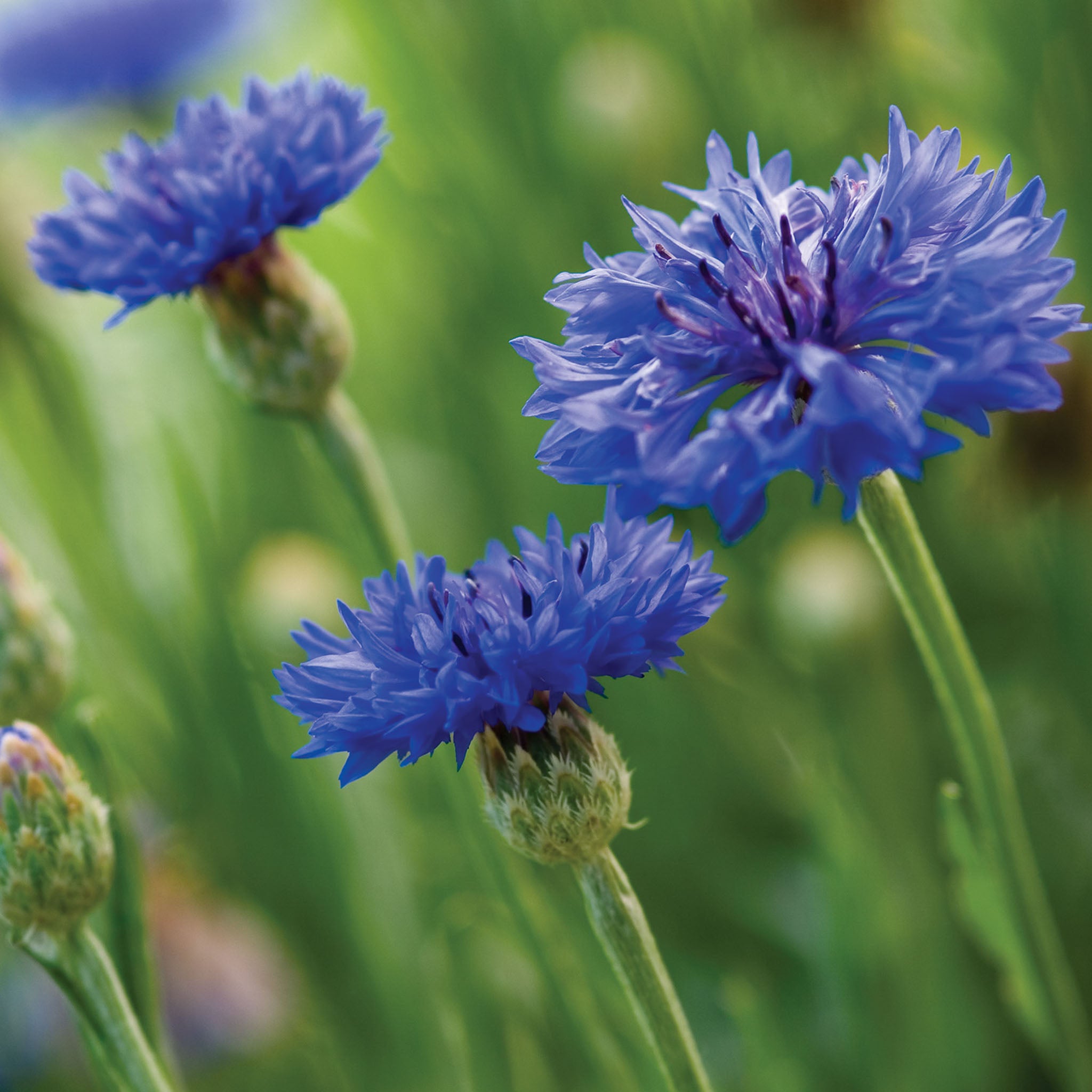 Blue Boy Cornflower