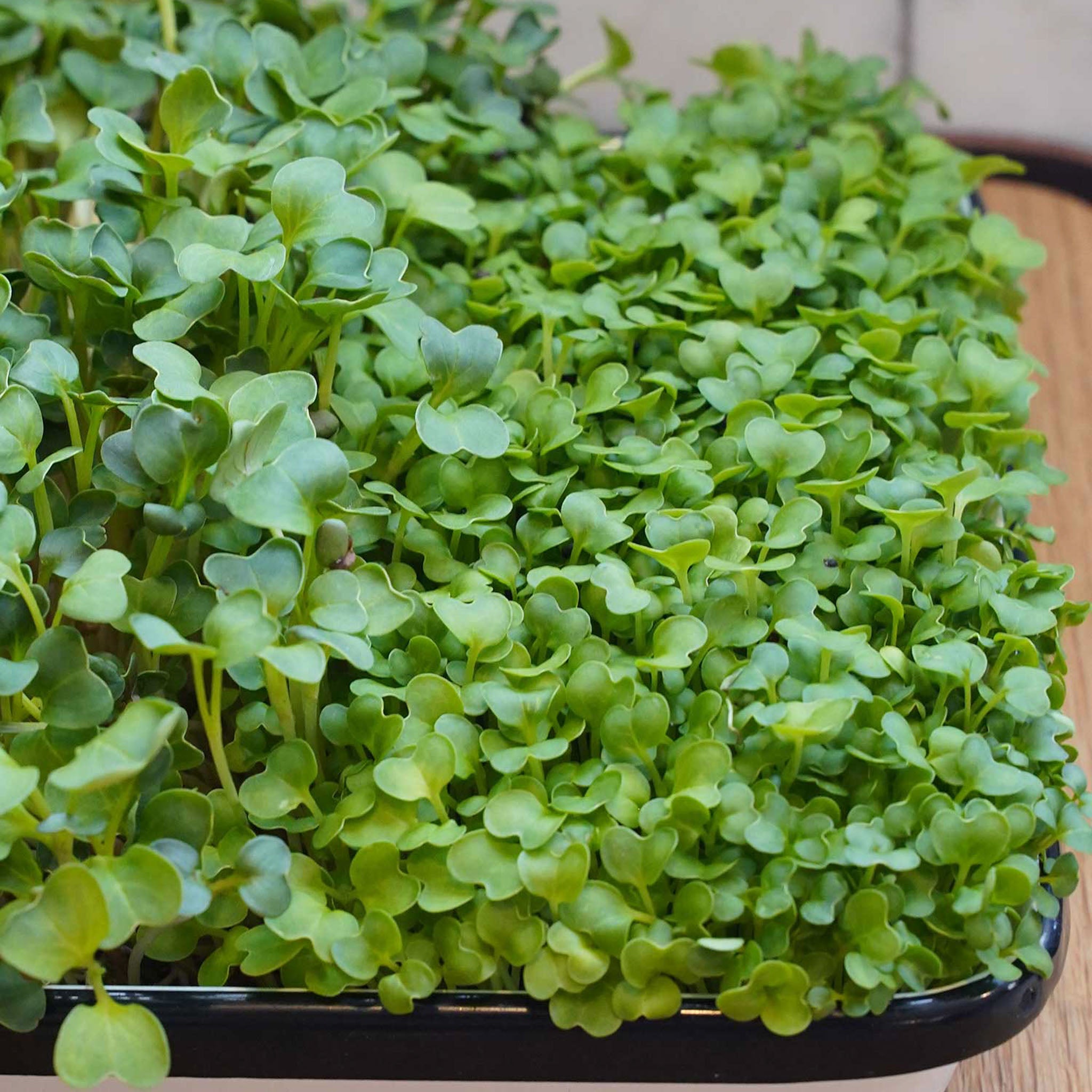 Microgreens Burpee's Mix