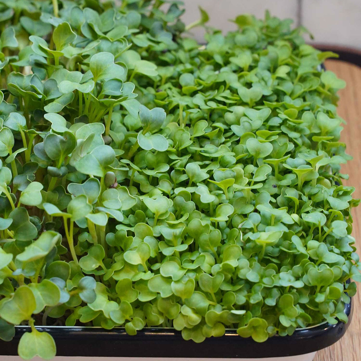 Microgreens Burpee's Mix