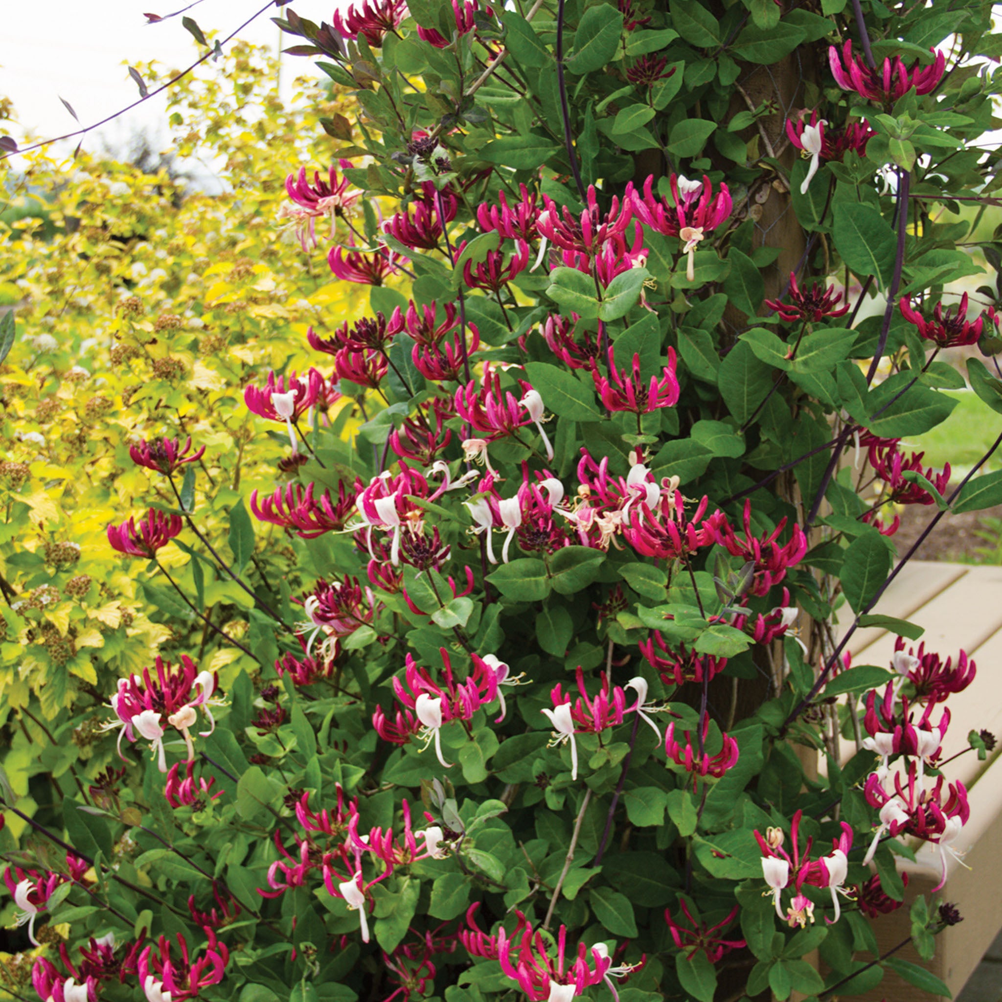 Peaches and Cream Lonicera (Honeysuckle)