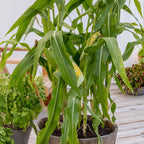 On Deck Corn
