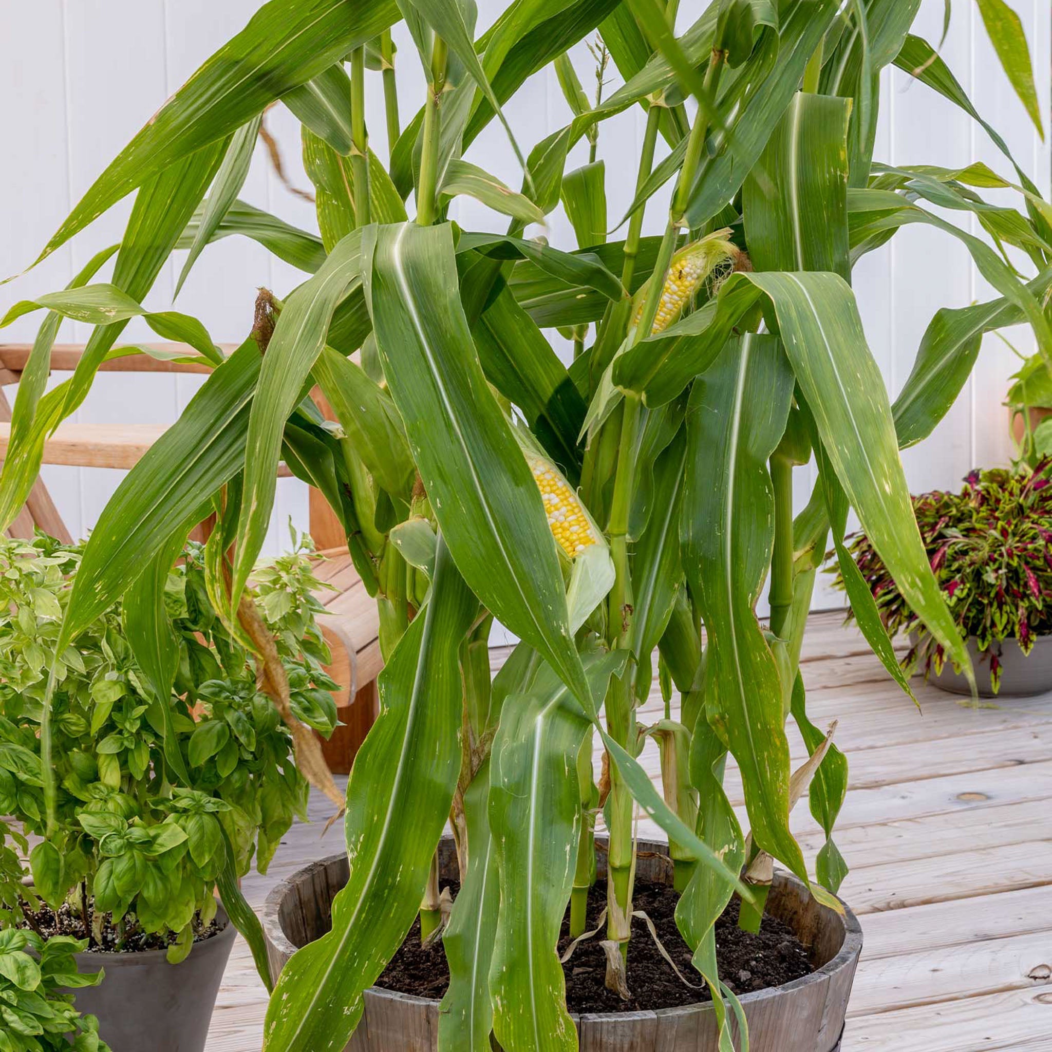 On Deck Corn