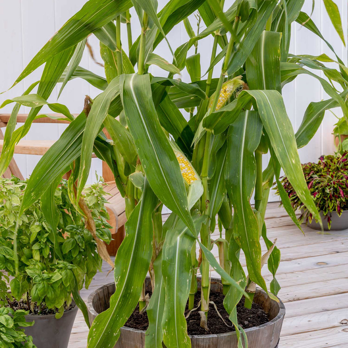 On Deck Corn