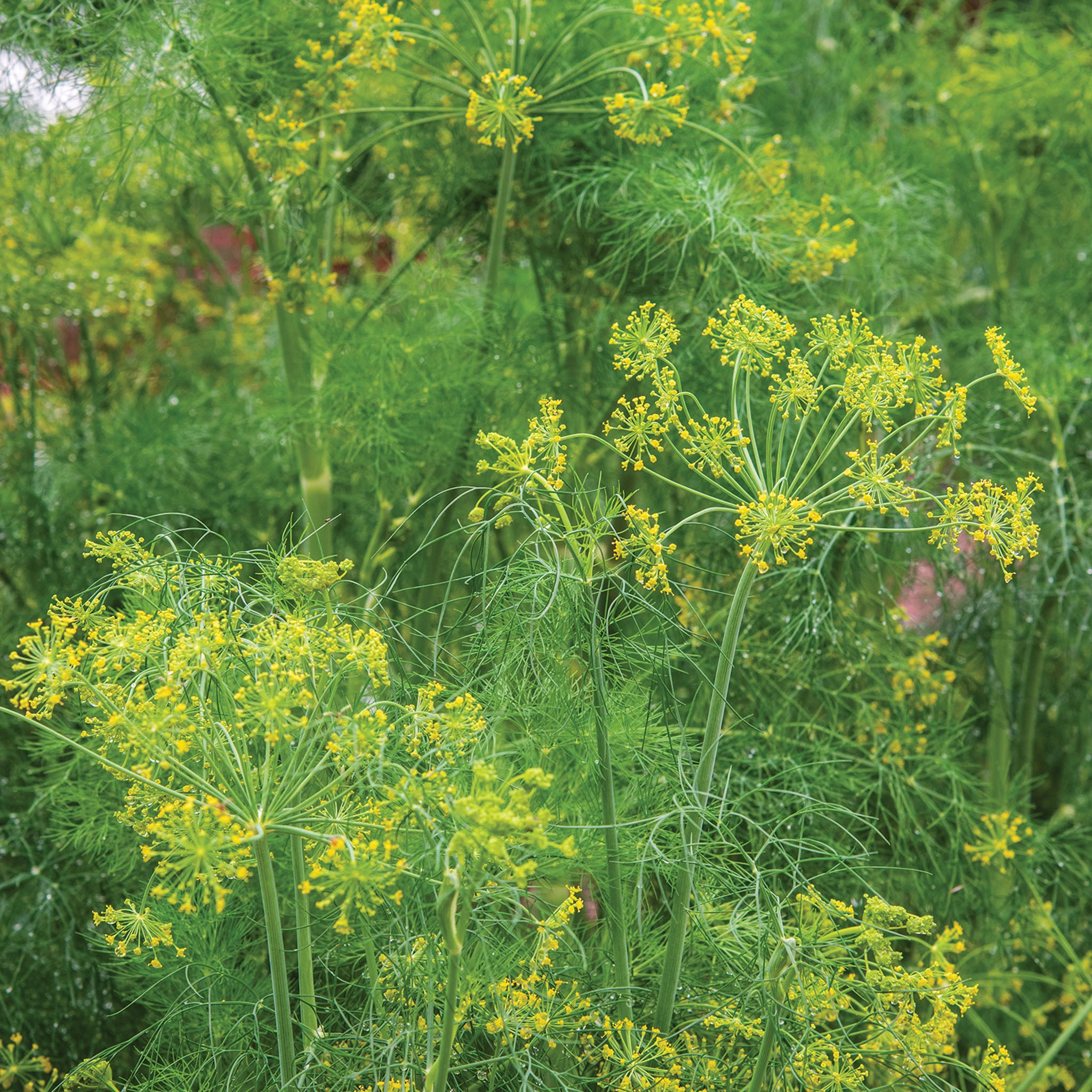 Elephant Dill
