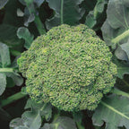 Eastern Magic Broccoli