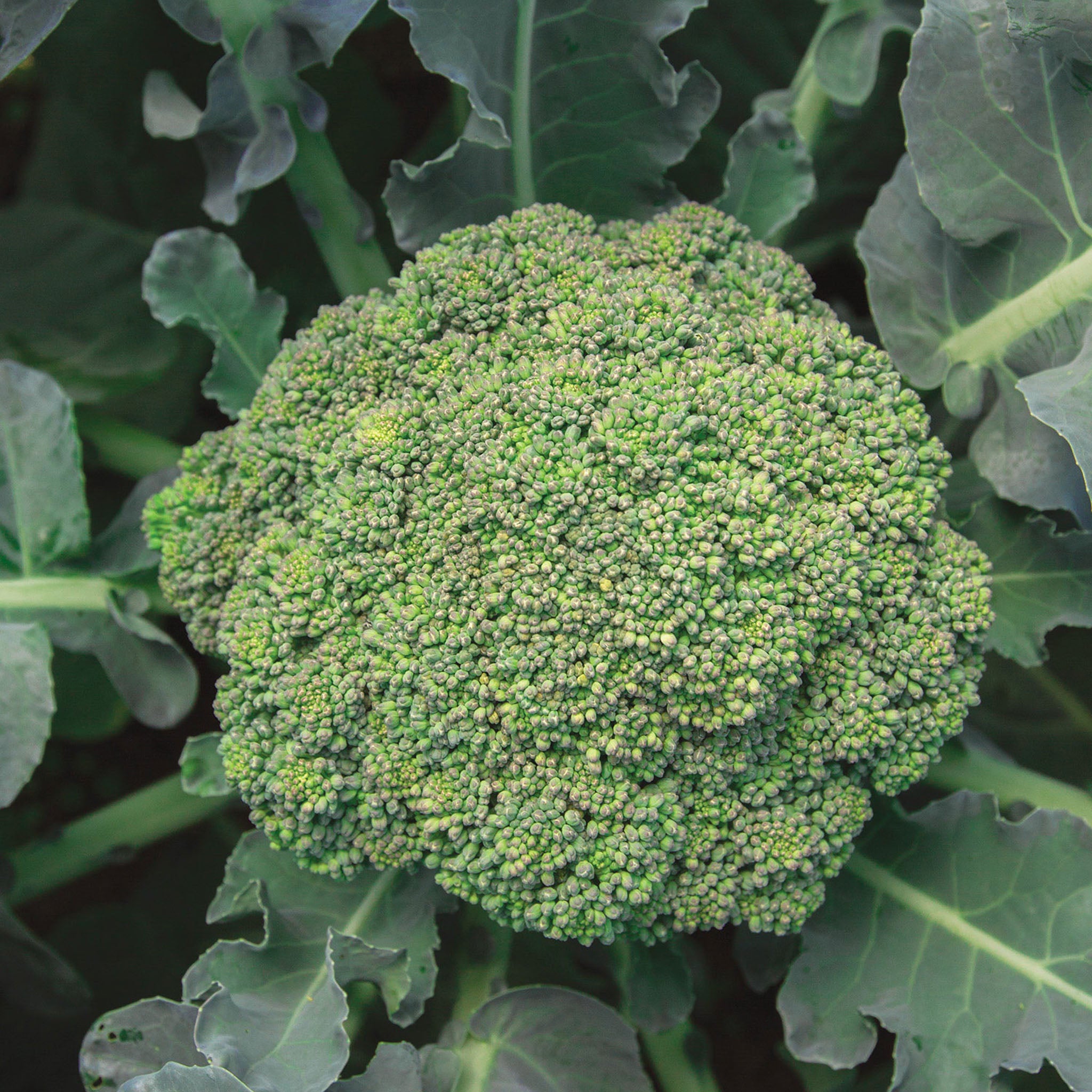 Eastern Magic Broccoli