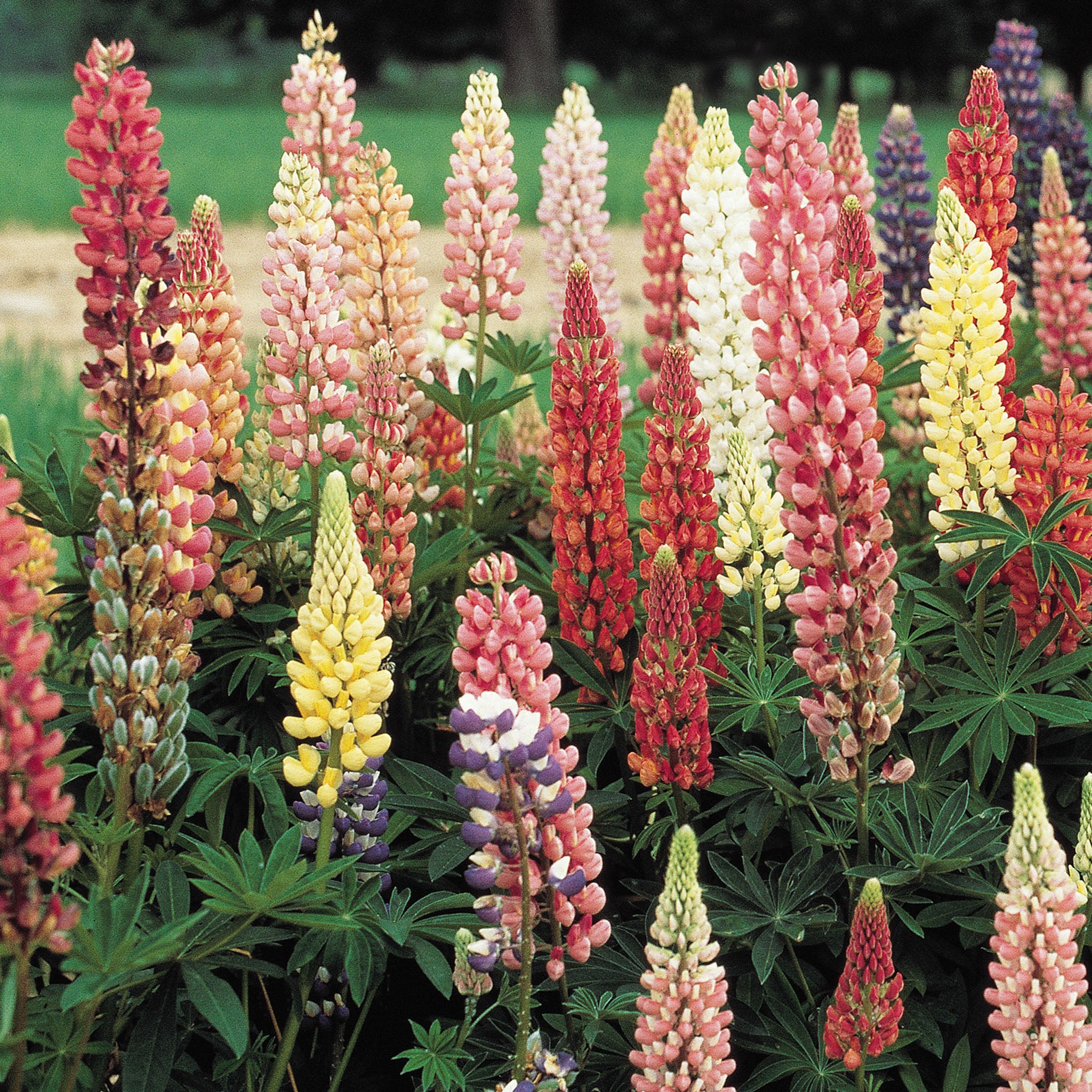 Russell Mixed Colors Lupine