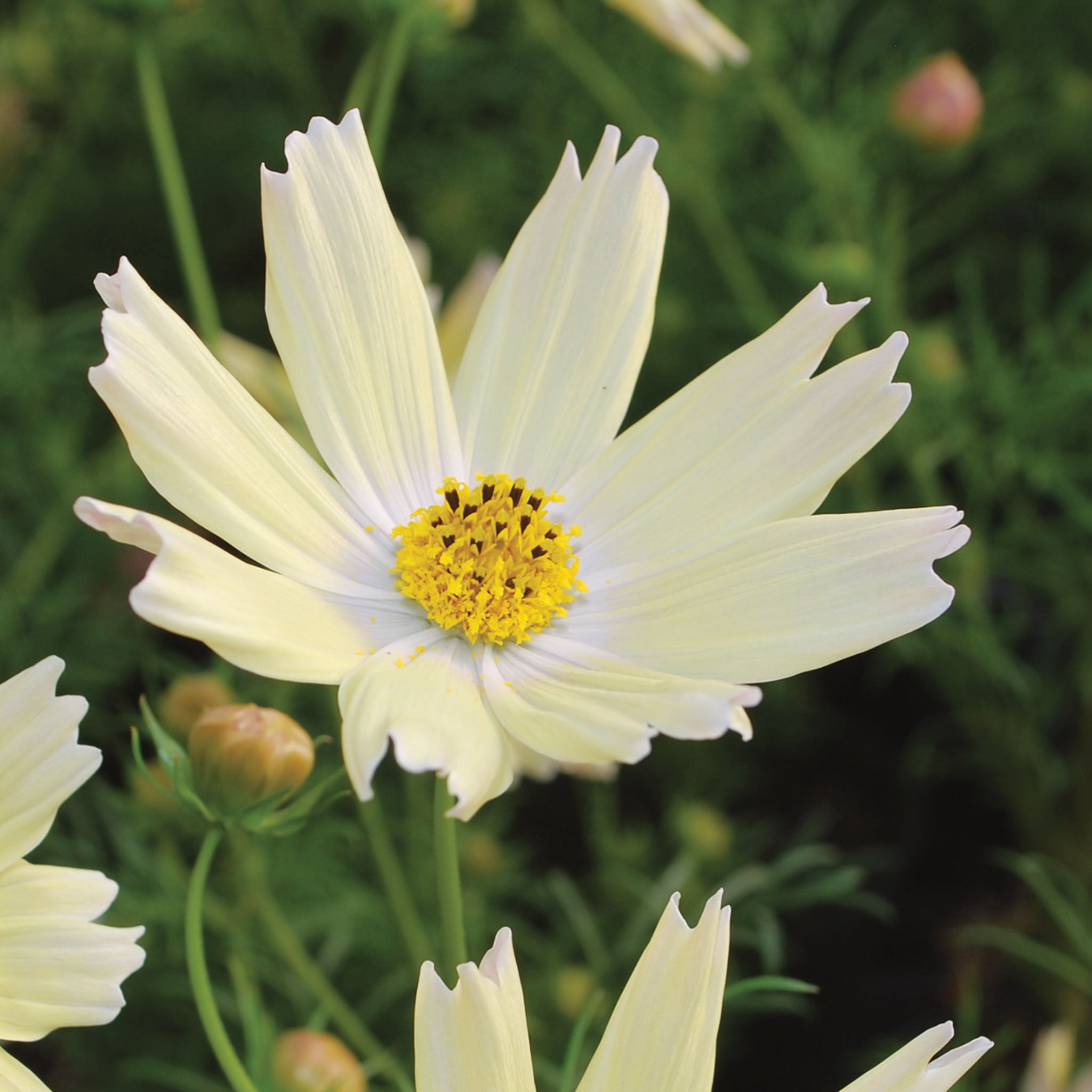 Lemonade Cosmos
