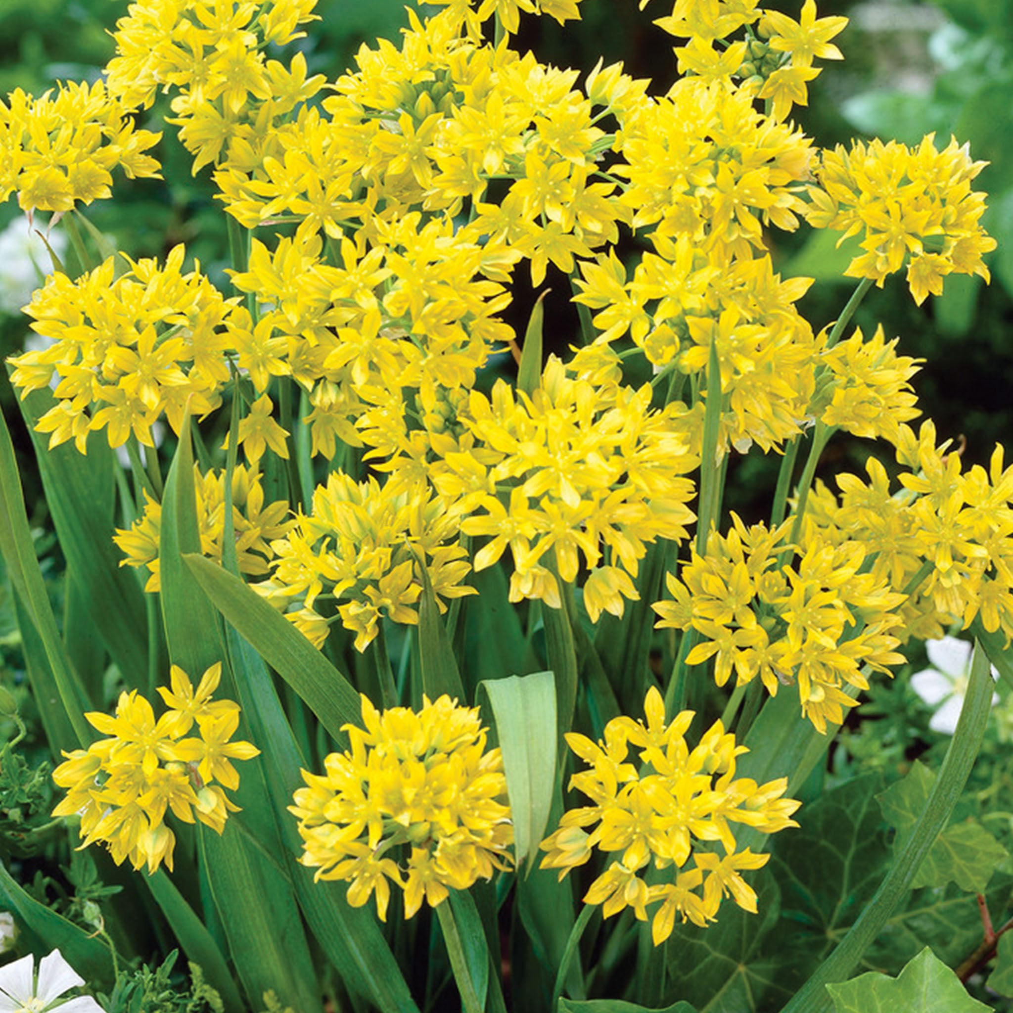 Allium Moly Bulbs