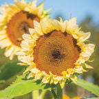ProCut White Nite Sunflower