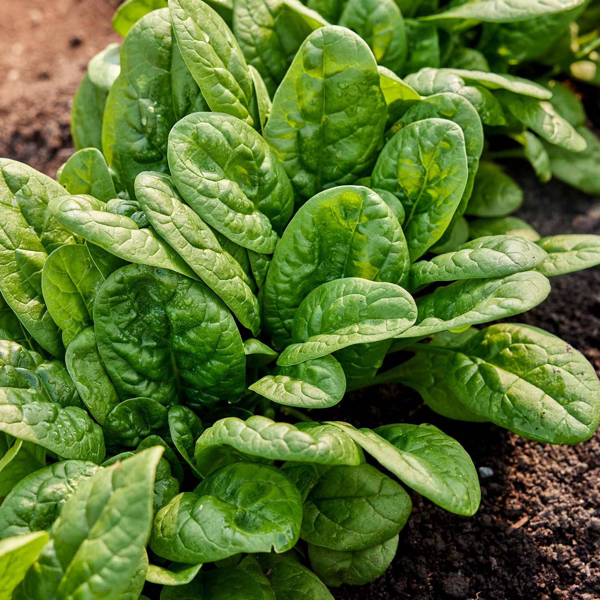 Bloomsdale Long Standing Spinach